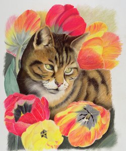 Paski i tulipan