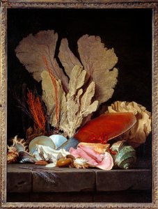 Morze Panaches Martwa Natura z Muszli. Obraz Anne Vallayer Coster (1744-1818) 1769 Nd. 1,3x0,97 m²