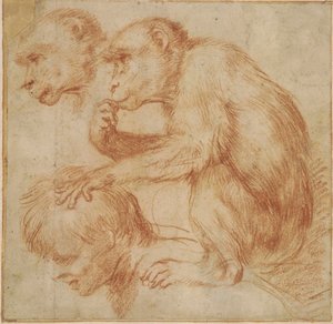 Carracci - Małpa na ramionach mężczyzny z profilu w lewo i studium jej twarzy, studium do obrazu Czerwona kreda, Ff,2.115 autorstwa Annibale Carracci