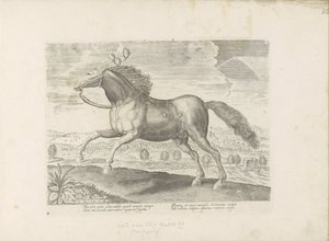 Arabisch parard Przynieś (tytuł na obiekcie) Paardenrassen uit de Koninklijke stallen van Don Juan van Oostenrijk (tytuł serii) Koń, w którym wszystkie rodzaje szlachty: wybrane zachowania koni wyróżnionych z różnych stron świata (...) (tytuł serii na obie autorstwa Anonymous