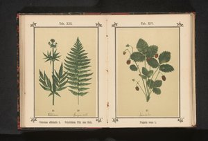 Bosaardbei Fragaria vesca L. (tytuł na obiekcie) autorstwa Anonymous
