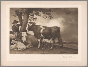 Reprodukcja fotograficzna obrazu Byk Paulusa Pottera, kol. Mauritshuis 1904 - nr 54. / Konigl. Muzeum w Hadze (tytuł serii) autorstwa Anonymous
