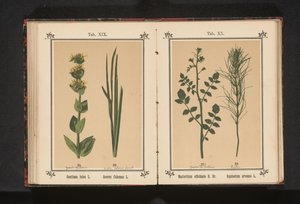 Gele gentiaan en kalmoes Gentiana lutea L. Acorus Calamus L. (tytuł na obiekcie) autorstwa Anonymous