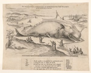 Wieloryb wyrzucony na brzeg w pobliżu Antwerpii, 1577 Waerachtich conterfeytsel i wielkość tego[n] wieloryba, ghevanghe[n] den 2 lipca 1577 (tytuł na obiekcie) autorstwa Anonymous