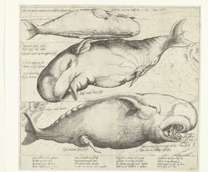 Wieloryb wyrzucony na brzeg w pobliżu Antwerpii, 1577 True ung eigentliche contrafactur eines wallfisches gefangen in der scheldt nitt weit von Antorff Am 2 lipca. Anno 1577 (tytuł na obiekcie) autorstwa Anonymous