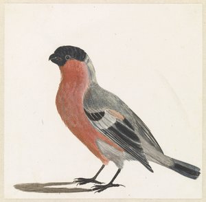 Gil autorstwa Anonymous