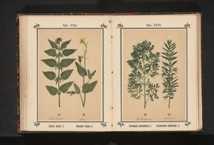 Pokrzywa i rzepak Urtica dioica L. Brassica Napus L. (tytuł na obiekcie) autorstwa Anonymous