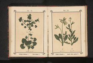 Złoty pierwiosnek i torebka pasterska Primula officinalis L. Capsella Bursa pastoris M. (tytuł obiektu) autorstwa Anonymous