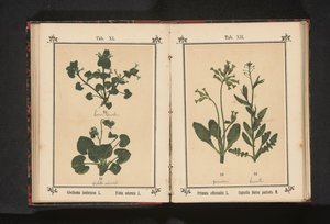 Kłus i marcowy fiołek Glechoma hederacea L. Viola odorata L. (tytuł na obiekcie) autorstwa Anonymous