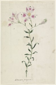 Leslie (Alstroemeria Pellegrina) autorstwa Anonymous