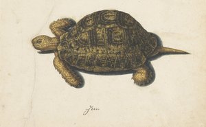 żółw wodny Album Lombard (tytuł serii) autorstwa Anonymous