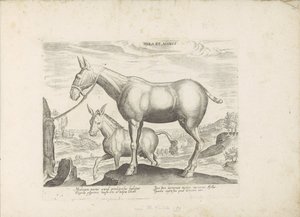 Mulezel en ezel Mule and Donkey (tytuł na obiekcie) Paardenrassen uit de Koninklijke stallen van Don Juan van Oostenrijk (tytuł serii) Koń, w którym wszelka szlachta: wybrane zachowania koni wyróżnionych z różnych stron świata (...) (tytuł serii autorstwa Anonymous