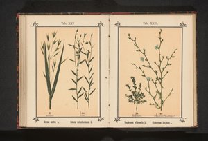 Świetlik i dzika cykoria Euphrasia officinalis L. Cichorium Intybus L. (tytuł na obiekcie) autorstwa Anonymous