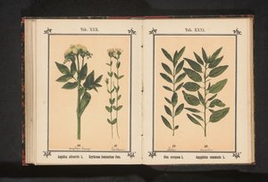Gałązka oliwna i gałązka migdałowa Olea europaea L. Amygdalus communis L. (tytuł obiektu) autorstwa Anonymous