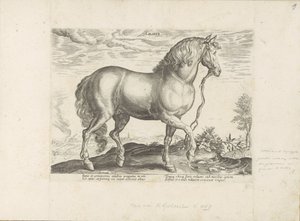 Paard uit Calabria Calabar (tytuł na obiekcie) Paardenrassen uit de Koninklijke stallen van Don Juan van Oostenrijk (tytuł serii) Koń, w którym wszystkie rodzaje szlachty: wybrane zachowania koni wyróżnionych z różnych stron świata (...) (tytuł serii o ob autorstwa Anonymous