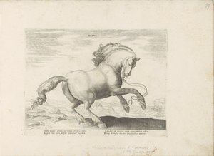 Paard uit Danemarken Duński (tytuł na obiekcie) Paardenrassen uit de Koninklijke stallen van Don Juan van Oostenrijk (tytuł serii) Koń, w którym wszystkie rodzaje szlachty: wybrane zachowania koni wyróżnionych z różnych stron świata (...) (tytuł serii o ob autorstwa Anonymous