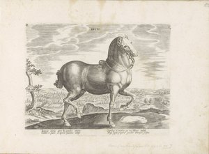 Paard uit England Brito (tytuł na obiekcie) Paardenrassen uit de Koninklijke stallen van Don Juan van Oostenrijk (tytuł serii) Koń, w którym wszystkie rodzaje szlachty: wybrane zachowania koni wyróżniających się z różnych stron świata (...) (tytuł serii na autorstwa Anonymous