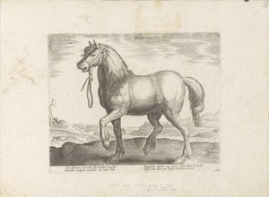 Paard uit Gulik (Juliacus) Julia (tytuł na obiekcie) Paardenrassen uit de Koninklijke stallen van Don Juan van Oostenrijk (tytuł serii) Koń, w którym wszyscy szlachcice: wybrani z różnych stron świata wyróżniający się zachowaniem koni (...) (seria autorstwa Anonymous