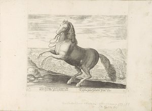 Paard uit Neapol neapolitański (tytuł na obiekcie) Paardenrassen uit de Koninklijke stallen van Don Juan van Oostenrijk (tytuł serii) Koń, w którym wszystkie rodzaje szlachty: wybrane zachowania koni wyróżniających się z różnych stron świata (...) (tytuł s autorstwa Anonymous