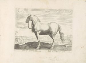 Paard uit Noord-Italia Insuber (tytuł na obiekcie) Paardenrassen uit de Koninklijke stallen van Don Juan van Oostenrijk (tytuł serii) Koń, w którym wszystkie rodzaje szlachty: wybrane zachowania koni wyróżnionych z różnych stron świata (...) (tytuł serii o autorstwa Anonymous