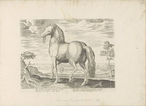 Paard z Sardynii Sardonik (tytuł na obiekcie) Paardenrassen uit de Koninklijke stallen van Don Juan van Oostenrijk (tytuł serii) Koń, w którym wszystkie rodzaje szlachty: wybrane zachowania koni wyróżniających się z różnych stron świata (...) (tytuł serii  autorstwa Anonymous