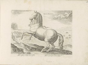 Paard uit Spanje Koń hiszpański (tytuł na obiekcie) Paardenrassen uit de Koninklijke stallen van Don Juan van Oostenrijk (tytuł serii) Koń, w którym wszelka szlachta: wybrane zachowania koni wyróżnionych z różnych stron świata (...) (tytuł serii autorstwa Anonymous
