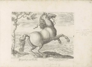 Paard uit Toscane Toskania (tytuł na obiekcie) Koń, w którym wszystkie rodzaje szlachty: wybrane zachowania koni wyróżnionych z różnych stron świata (...) (tytuł serii na obiekcie) autorstwa Anonymous