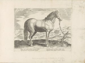 Paard uit Turkije Turecki (tytuł na obiekcie) Paardenrassen uit de Koninklijke stallen van Don Juan van Oostenrijk (tytuł serii) Koń, w którym wszystkie rodzaje szlachty: wybrane zachowania koni wyróżniających się z różnych stron świata (...) (tytuł serii  autorstwa Anonymous