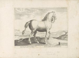Paard uit Vlaanderen Flandria (tytuł na obiekcie) Paardenrassen uit de Koninklijke stallen van Don Juan van Oostenrijk (tytuł serii) Koń, w którym szlachta wszelkiego rodzaju: zachowanie koni wyróżniających się z różnych stron świata (...) (tytuł serii na  autorstwa Anonymous