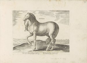 Paard van Sicilie Siculus (tytuł na obiekcie) Paardenrassen uit de Koninklijke stallen van Don Juan van Oostenrijk (tytuł serii) Koń, w którym wszystkie rodzaje szlachty: wybrane zachowania koni wyróżniających się z różnych stron świata (...) (tytuł serii  autorstwa Anonymous