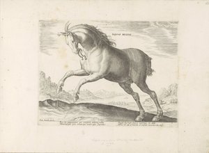 Paard van het ras Koń Królewski (de Koninklijke) Koń Królewski (tytuł na obiekcie) Paardenrassen uit de Koninklijke stallen van Don Juan van Oostenrijk (tytuł serii) Koń, w którym szlachta wszelkiego rodzaju: wyróżniająca się obyczajami koni z różnych stro autorstwa Anonymous