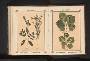 Mięta pieprzowa i anyż Mentha piperita L. Pimpinella Anisum L. (tytuł na obiekcie) autorstwa Anonymous