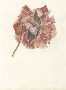 Piwonia autorstwa Anonymous