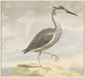 Czapla autorstwa Anonymous