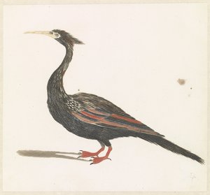 Slangenhalsvogel autorstwa Anonymous