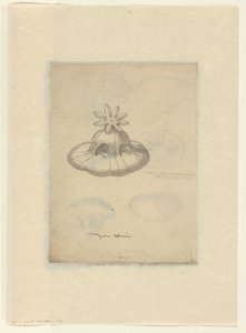 Badanie meduzy autorstwa Anonymous
