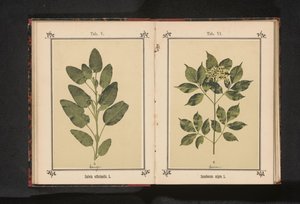 Oddział prawdziwej mędrca Salvia officinalis. L. (tytuł na obiekcie) autorstwa Anonymous