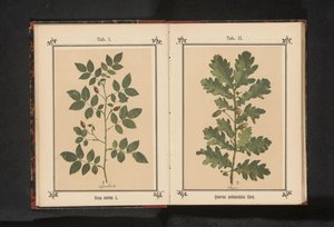 Gałąź róży psa Rosa canina (tytuł na obiekcie) autorstwa Anonymous