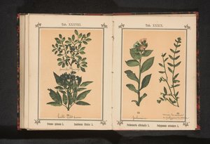 Gałąź tarniny i ziela czarnego bzu Prunus spinosa L. Sumbucus Ebulus L. (tytuł na obiekcie) autorstwa Anonymous
