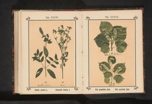 Gałązka lipy letniej i gałązka lipy zimowej Tilia grandifolia Ehrh. Tilia parvifolia Ehrh. (tytuł na obiekcie) autorstwa Anonymous