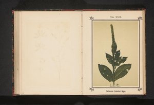 Toort Verbascum Schraderi Meyer (tytuł na obiekcie) autorstwa Anonymous