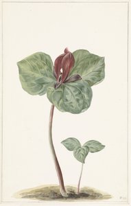 Trillium autorstwa Anonymous