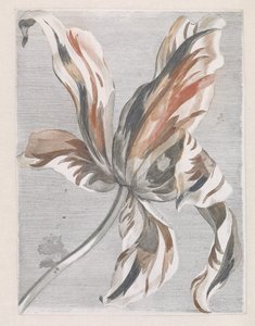 Tulipan autorstwa Anonymous