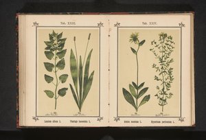 Arnika i ziele dziurawca Arnica montana L. Hypericum perforatum L. (tytuł na obiekcie) autorstwa Anonymous