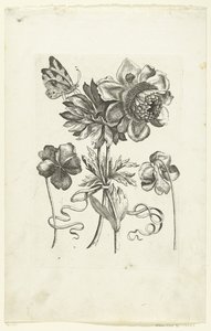 Cztery kwiaty, w tym dwa fiołki Novae Florum Icones (tytuł serii) autorstwa Anonymous