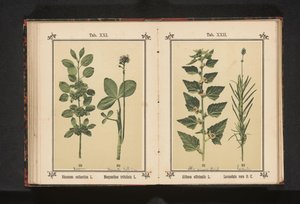 Wedgedoorn i liście suszone wodą Rhamnus cathartica L. Menyanthes trifoliata L. (tytuł na obiekcie) autorstwa Anonymous