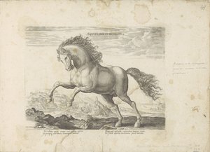 Dziki koń Equus Liber et Incopositus (tytuł na obiekcie) Koń, w którym wszystkie rodzaje szlachty: wybrane zachowania koni wyróżnionych z różnych stron świata (...) (tytuł serii na obiekcie) autorstwa Anonymous