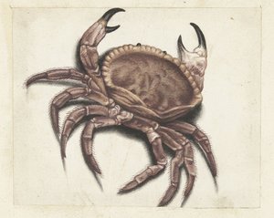 krab morski Album Lombard (tytuł serii) autorstwa Anonymous