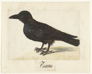 Czarna wrona Picaraza (tytuł na obiekcie) Album Lombard (tytuł serii) autorstwa Anonymous