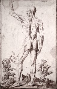 Badanie anatomiczne układu mięśniowego człowieka (grawerowanie autorstwa Anonymous Anonymous